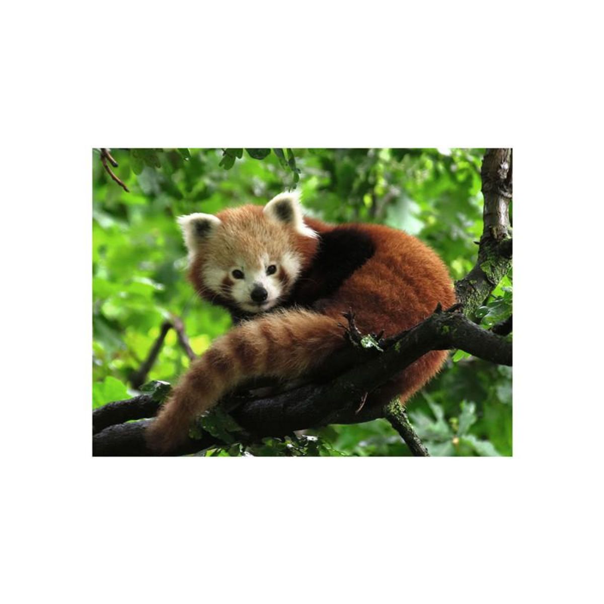RAVENSBURGER Ravensburger - Jigsaw Puzzle Cute Red Panda, 500pcs. 120003694