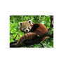 Voir la diapositive 2 : RAVENSBURGER Ravensburger - Jigsaw Puzzle Cute Red Panda, 500pcs. 120003694
