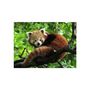 Voir la diapositive 2 : RAVENSBURGER Ravensburger - Jigsaw Puzzle Cute Red Panda, 500pcs. 120003694