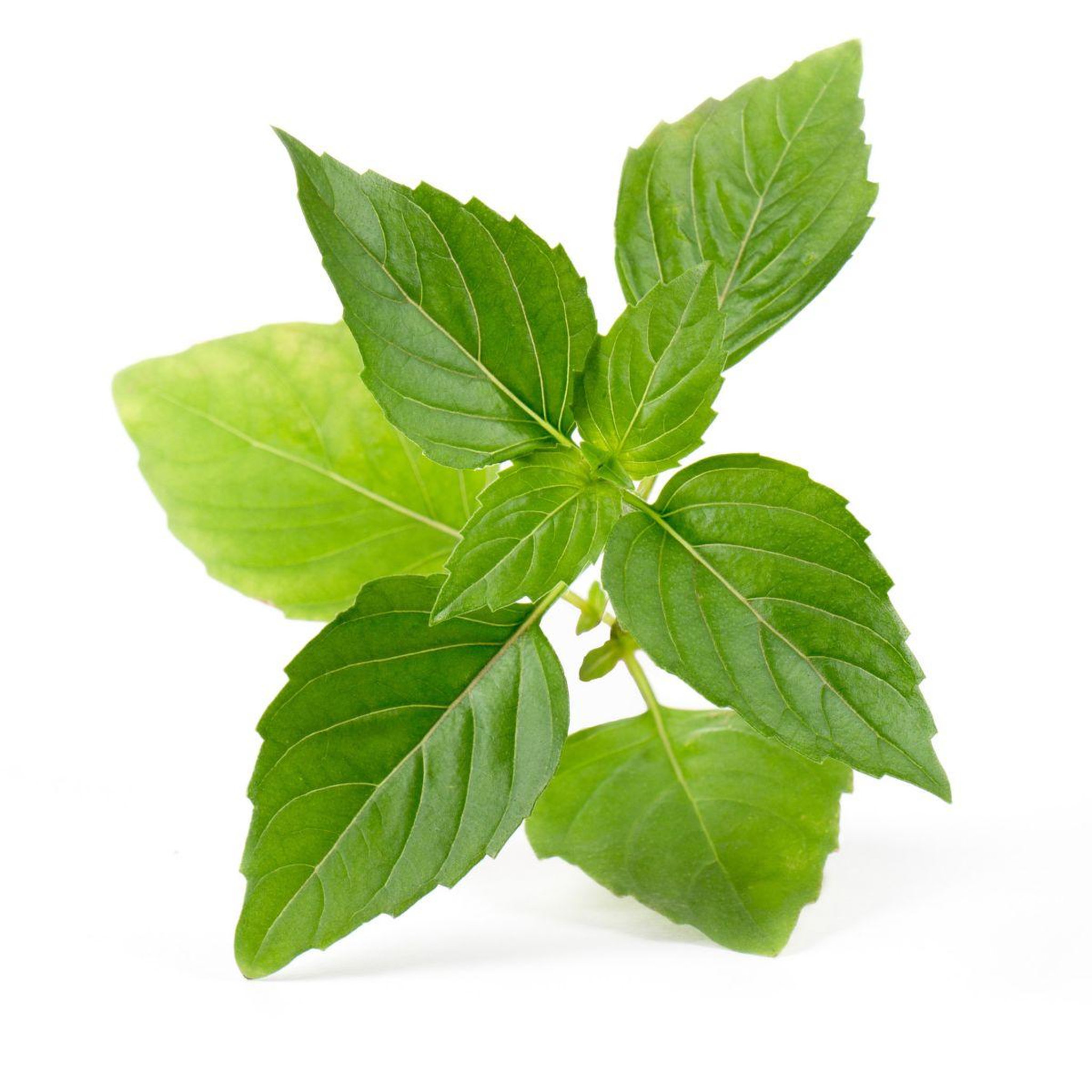 Voir la diapositive 2 : VERITABLE Recharge jardin d'intérieur Basilic Thai BIO