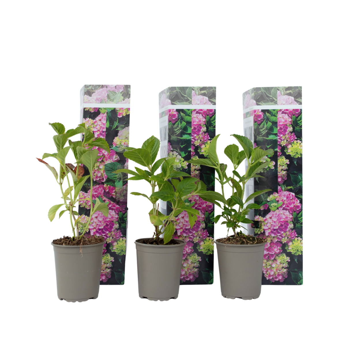 PLANT IN A BOX Hortensia - Set de 3 - Hydrangea macrophylla 'Early Pink' - H25-40cm - ⌀9cm