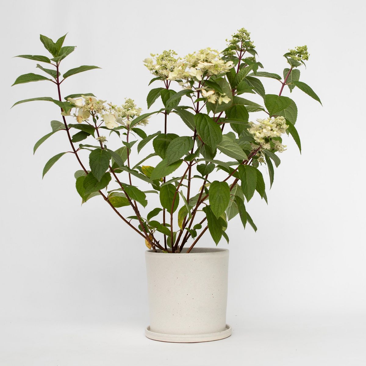 PLANT IN A BOX Hortensia - Hydrangea paniculata 'Wim's Red' - Hauteur 25-40cm - ⌀19cm