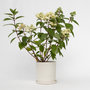Voir la diapositive 5 : PLANT IN A BOX Hortensia - Hydrangea paniculata 'Wim's Red' - Hauteur 25-40cm - ⌀19cm