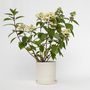 Voir la diapositive 5 : PLANT IN A BOX Hortensia - Hydrangea paniculata 'Wim's Red' - Hauteur 25-40cm - ⌀19cm