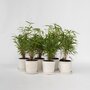 Voir la diapositive 6 : PLANT IN A BOX Bambou non-traçant - Set de 6 - Fargesia rufa - Hauteur 25-40cm - ⌀13cm