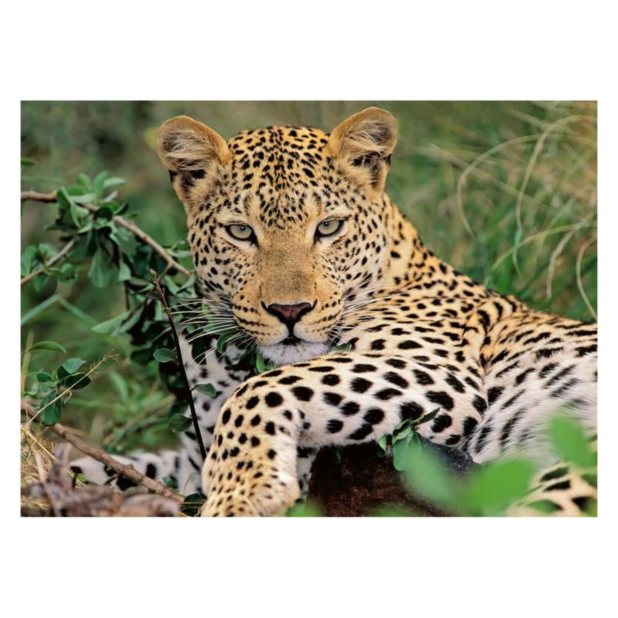 Voir la diapositive 2 : RAVENSBURGER Ravensburger Puzzle Leopard, 100pcs. XXL 133451