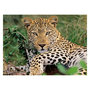 Voir la diapositive 2 : RAVENSBURGER Ravensburger Puzzle Leopard, 100pcs. XXL 133451