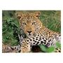 Voir la diapositive 2 : RAVENSBURGER Ravensburger Puzzle Leopard, 100pcs. XXL 133451