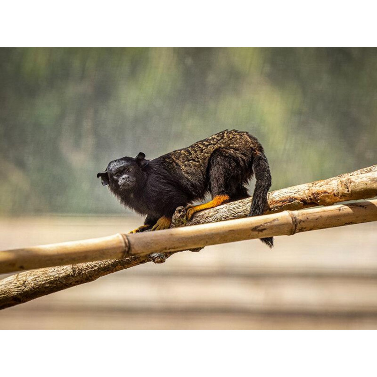 Smartbox Tanière Zoo Refuge : immersion avec les herbivores pour 1 personne - Coffret Cadeau Multi-thèmes