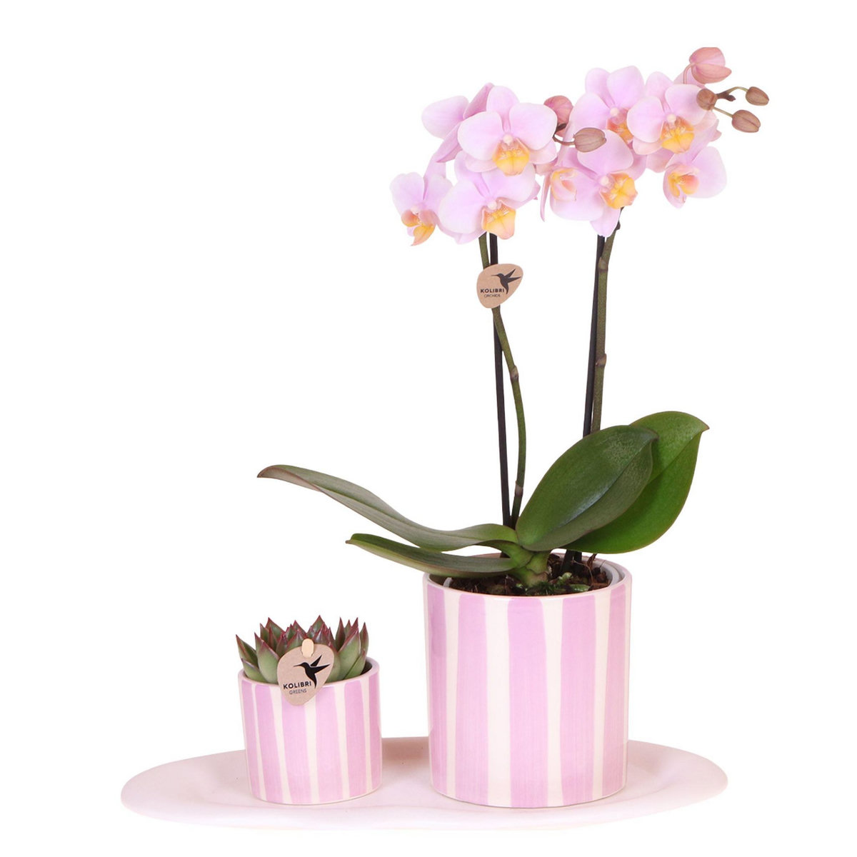 PLANT IN A BOX Coffret cadeau orchidée 'Pink S' - Phalaenopsis - Hauteur 30cm