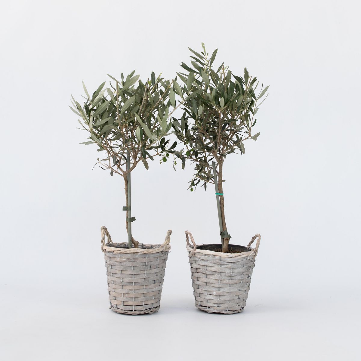 PLANT IN A BOX Olivier - Set de 2 - Olea europaea - Hauteur 50-60cm - ⌀14cm