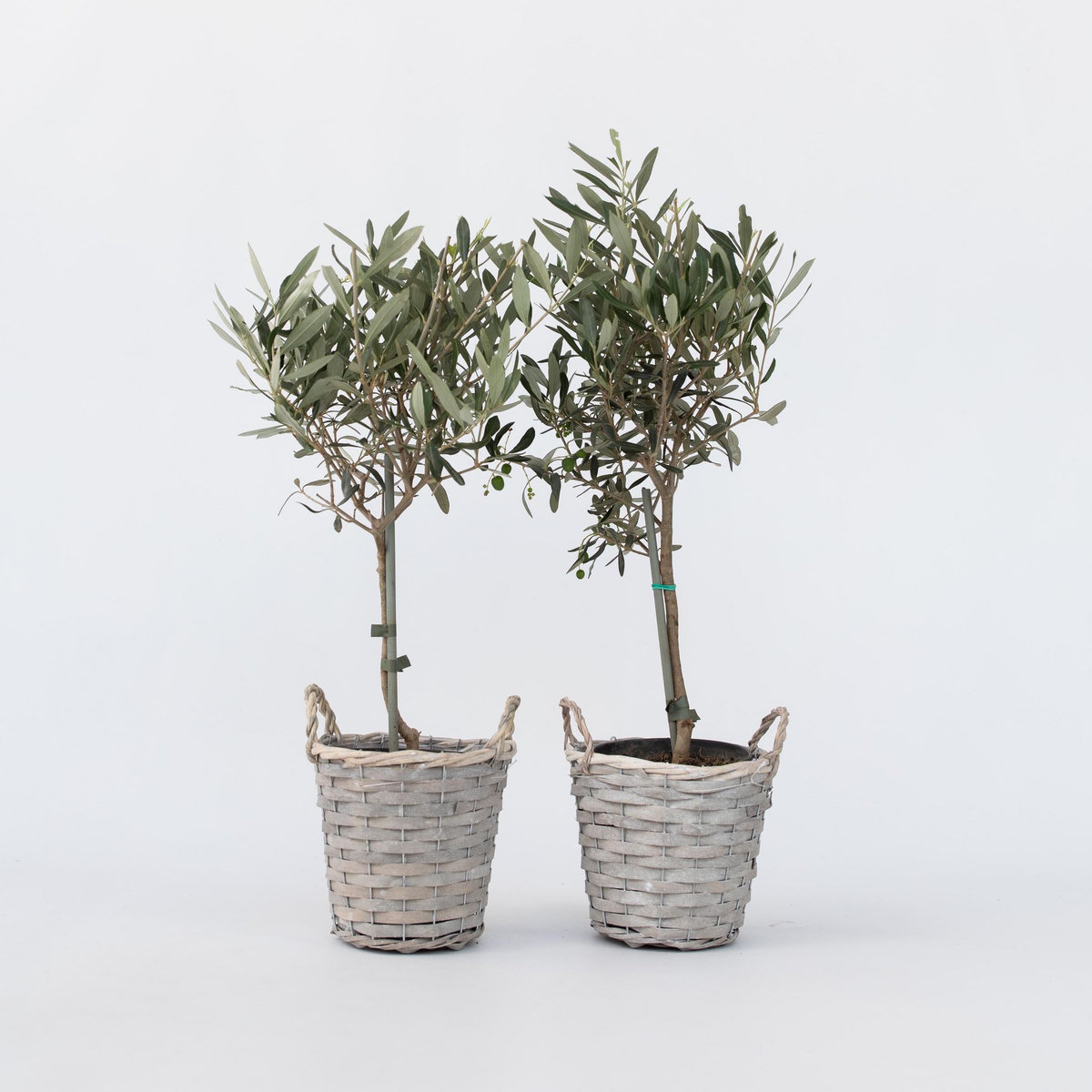 PLANT IN A BOX Olivier - Set de 2 - Olea europaea - Hauteur 50-60cm - ⌀14cm
