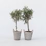 Voir la diapositive 6 : PLANT IN A BOX Olivier - Set de 2 - Olea europaea - Hauteur 50-60cm - ⌀14cm