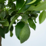 Voir la diapositive 3 : PLANT IN A BOX Citronnier - Citrus limon - Hauteur 60-70cm - ⌀19cm