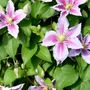 Voir la diapositive 3 : PLANT IN A BOX Clématite - Set de 3 - Clematis 'Hagley Hybrid' - Hauteur 25-40cm - ⌀9cm