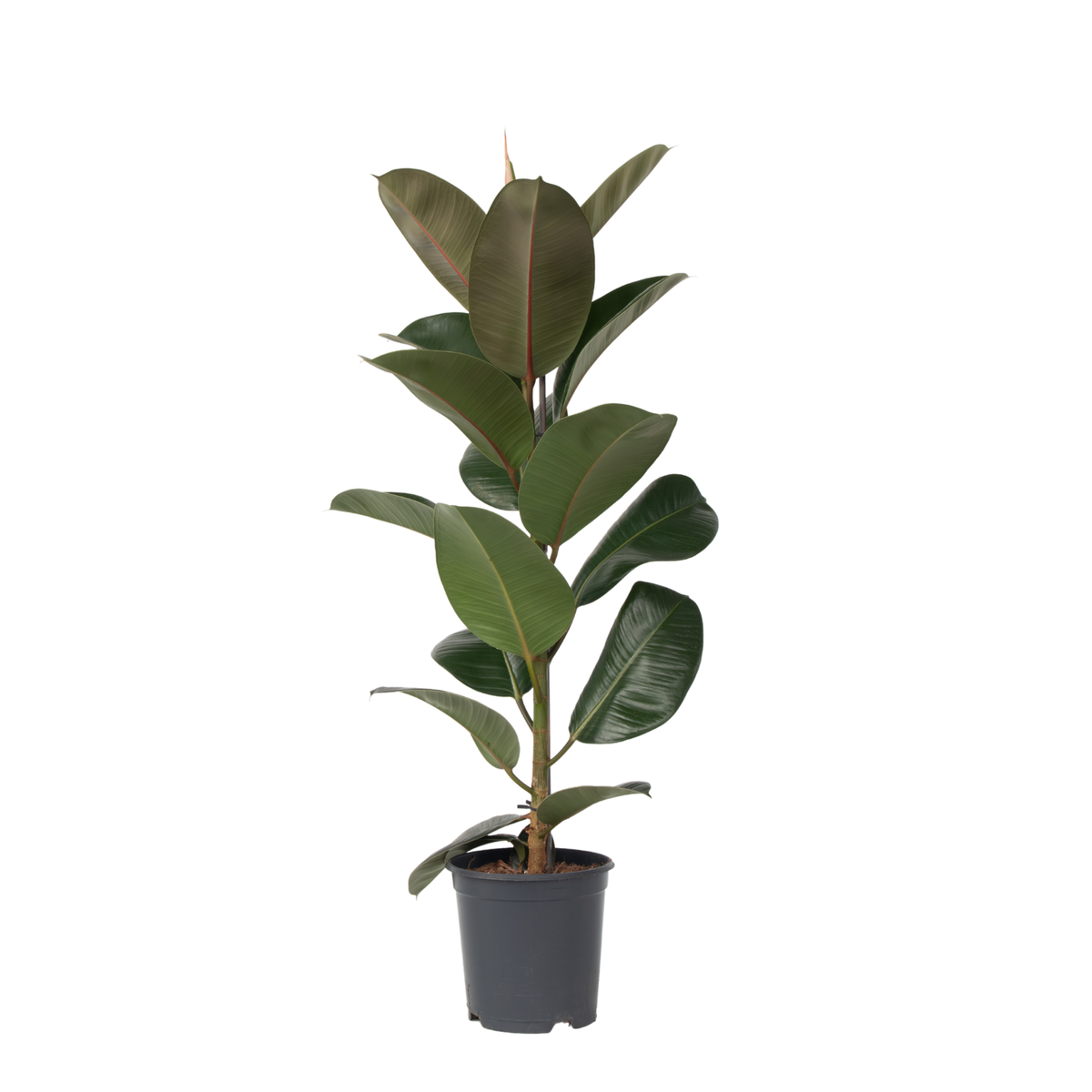 PLANT IN A BOX Caoutchouc - Ficus Elastica 'Robusta' - Hauteur 75-100cm - ⌀24cm