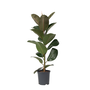 Voir la diapositive 1 : PLANT IN A BOX Caoutchouc - Ficus Elastica 'Robusta' - Hauteur 75-100cm - ⌀24cm
