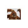 Voir la diapositive 2 : Hansa Hansa Peluche Geante Orang Outang 90 cm H