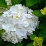 Voir la diapositive 3 : PLANT IN A BOX Hortensia - Set de 3 - Hydrangea macrophylla 'Wudu' - Hauteur 25-40cm - ⌀9cm