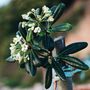 Voir la diapositive 4 : PLANT IN A BOX Pittospore du Japon - Pittosporum tobira nanum - Hauteur 30-40cm - ⌀19cm