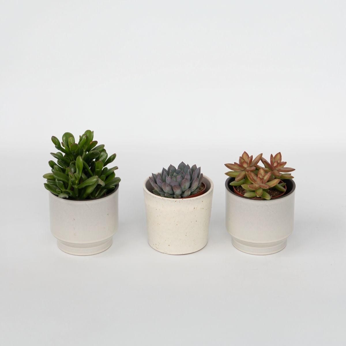 PLANT IN A BOX Mélange de succulentes - Set de 3 - Succulent Mix - H15-20cm - ⌀10,5cm