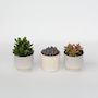 Voir la diapositive 6 : PLANT IN A BOX Mélange de succulentes - Set de 3 - Succulent Mix - H15-20cm - ⌀10,5cm