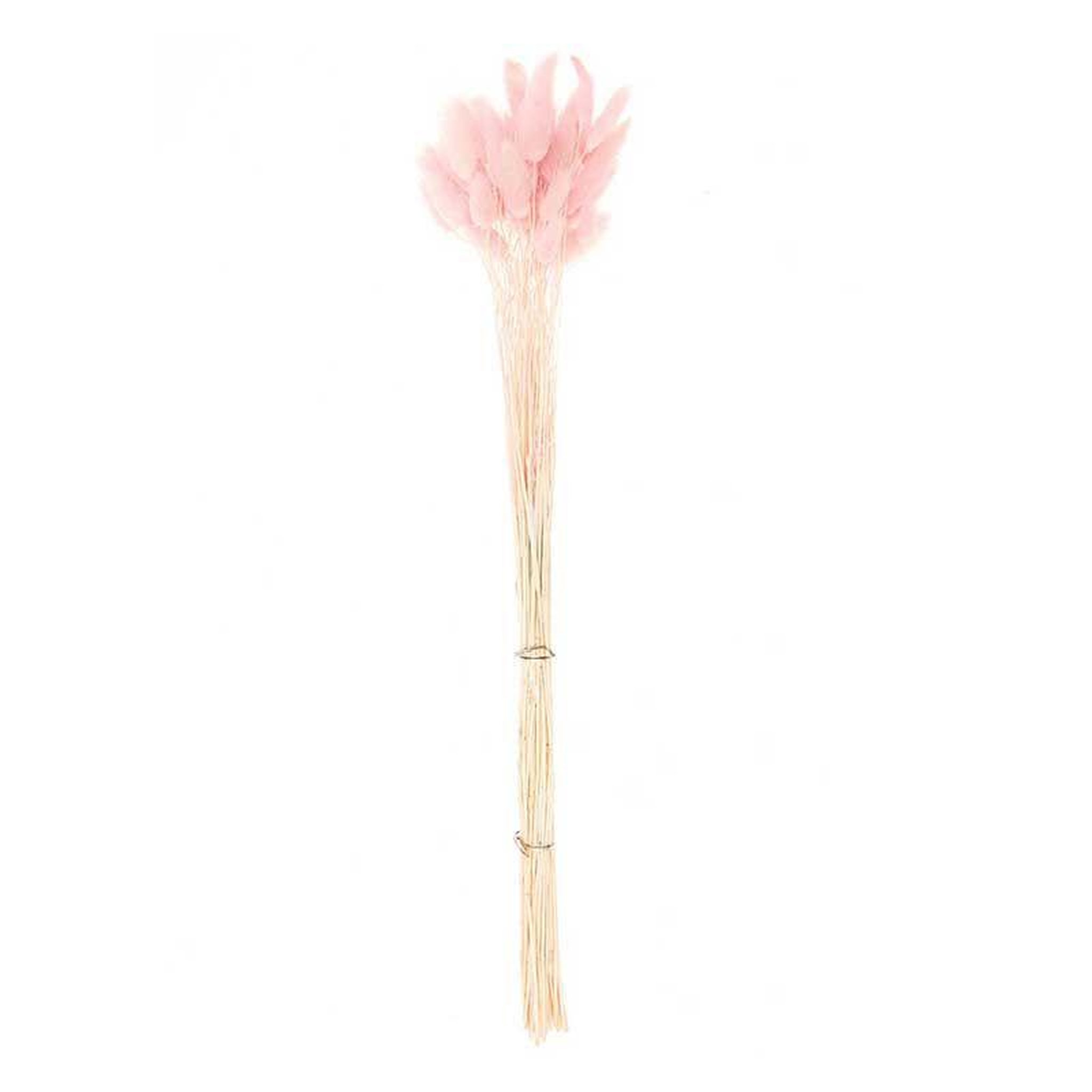 Voir la diapositive 1 : RICO DESIGN Lagurus séchés rose - 45 cm