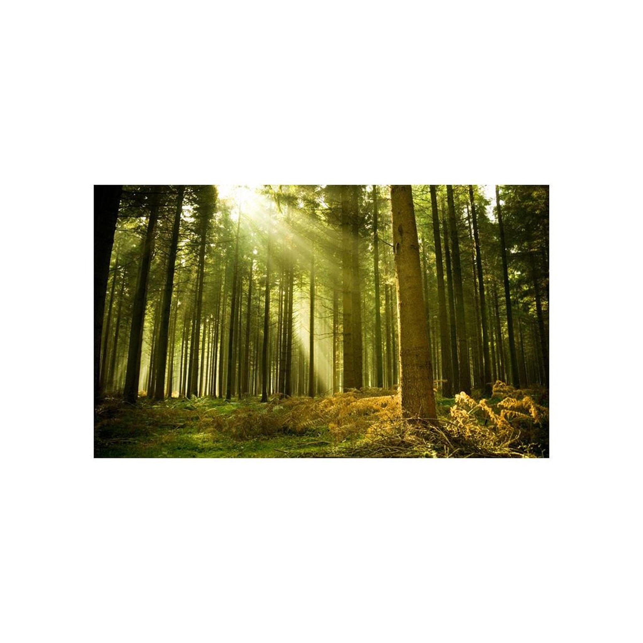 Voir la diapositive 2 : Paris Prix Papier peint  forêt de pins ii  270x450cm
