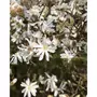  Magnolia étoilé - Le pot / 2L / Hauteur livrée 40-50cm - Willemse