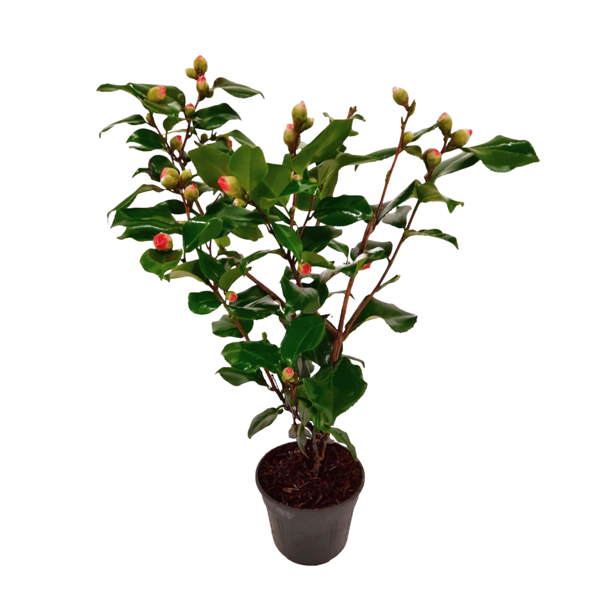 PLANT IN A BOX Camélia - Camellia japonica 'Dr. King' - Hauteur 50-60cm - ⌀15cm