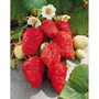  Collection de Fruitiers à fruits rouges - Le paquet de 9 racines nues - Willemse