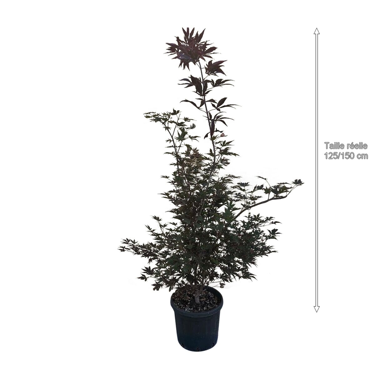 ERABLE DU JAPON POURPRE