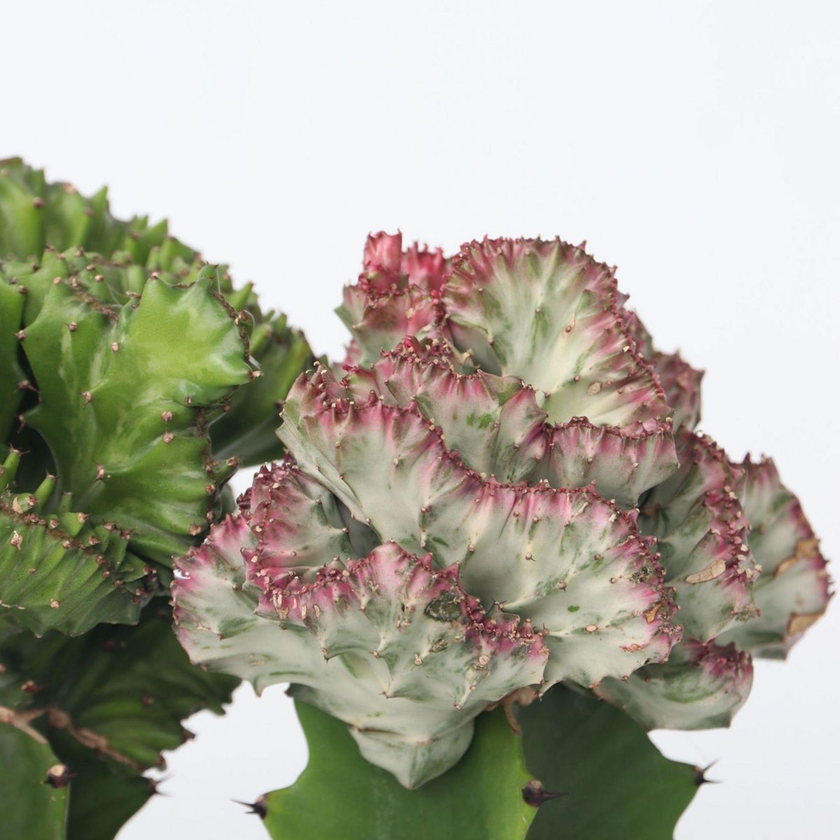 PLANT IN A BOX Mélange d'euphorbes - Set de 2 - Euphorbia 'Lactea' - Hauteur 25-30cm - ⌀12cm