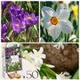 Voir la diapositive 1 : PLANT IN A BOX Coffret Jardin Ombragé - 50 bulbes pour ombre & mi-ombre