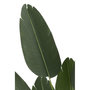 Voir la diapositive 2 : Paris Prix Plante Artificielle en Pot  Strelitzia  165cm Vert
