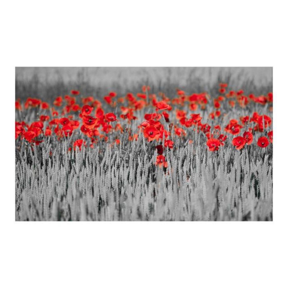 Paris Prix Papier Peint  Coquelicots Rouge sur Champ Noir & Blanc  270x450cm