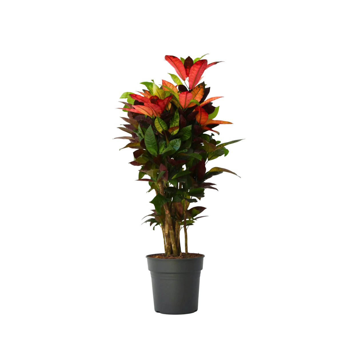 PLANT IN A BOX Croton - Codiaeum variegatum 'Mrs. Iceton' - Hauteur 90-100cm - Pot 27cm