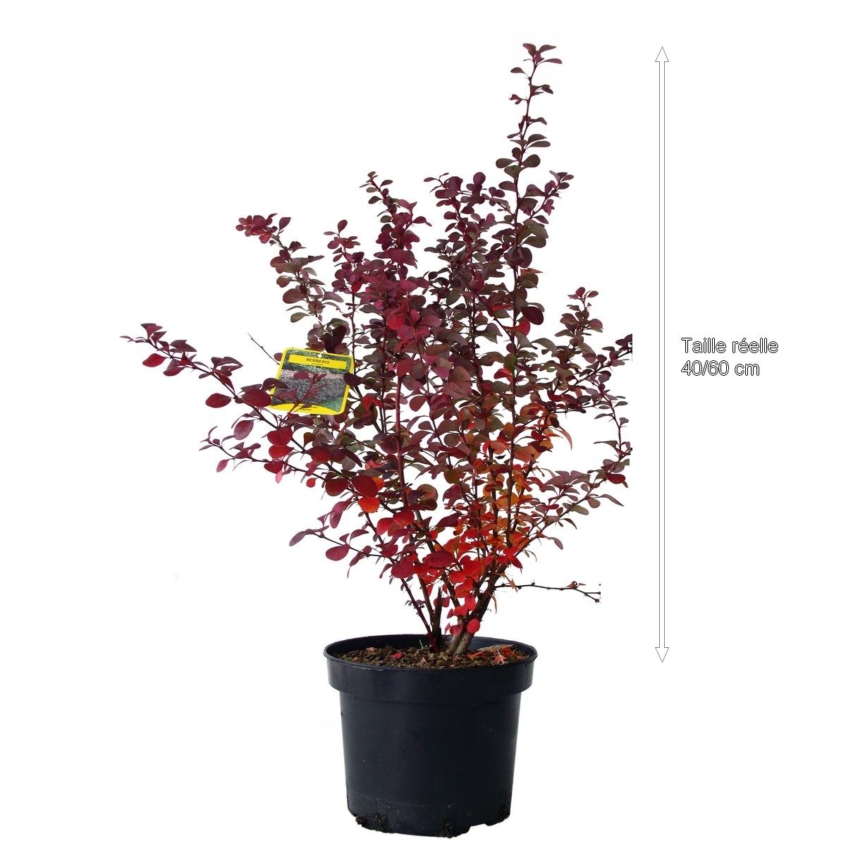 Epine vinette pourpre