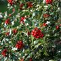 Voir la diapositive 1 : Houx vert