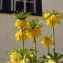 Voir la diapositive 4 : PLANT IN A BOX Fritillaire jaune - Set de 3 - Fritillaria 'lutea' - Bulbes à fleurs - Jaune