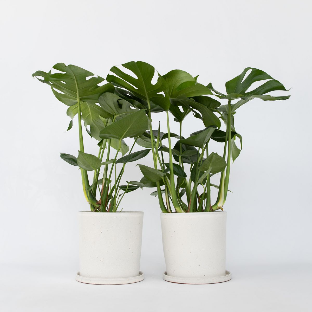 PLANT IN A BOX Plante à trous - Set de 2 - Monstera deliciosa - Hauteur 70-80cm - ⌀21cm
