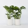 Voir la diapositive 6 : PLANT IN A BOX Plante à trous - Set de 2 - Monstera deliciosa - Hauteur 70-80cm - ⌀21cm