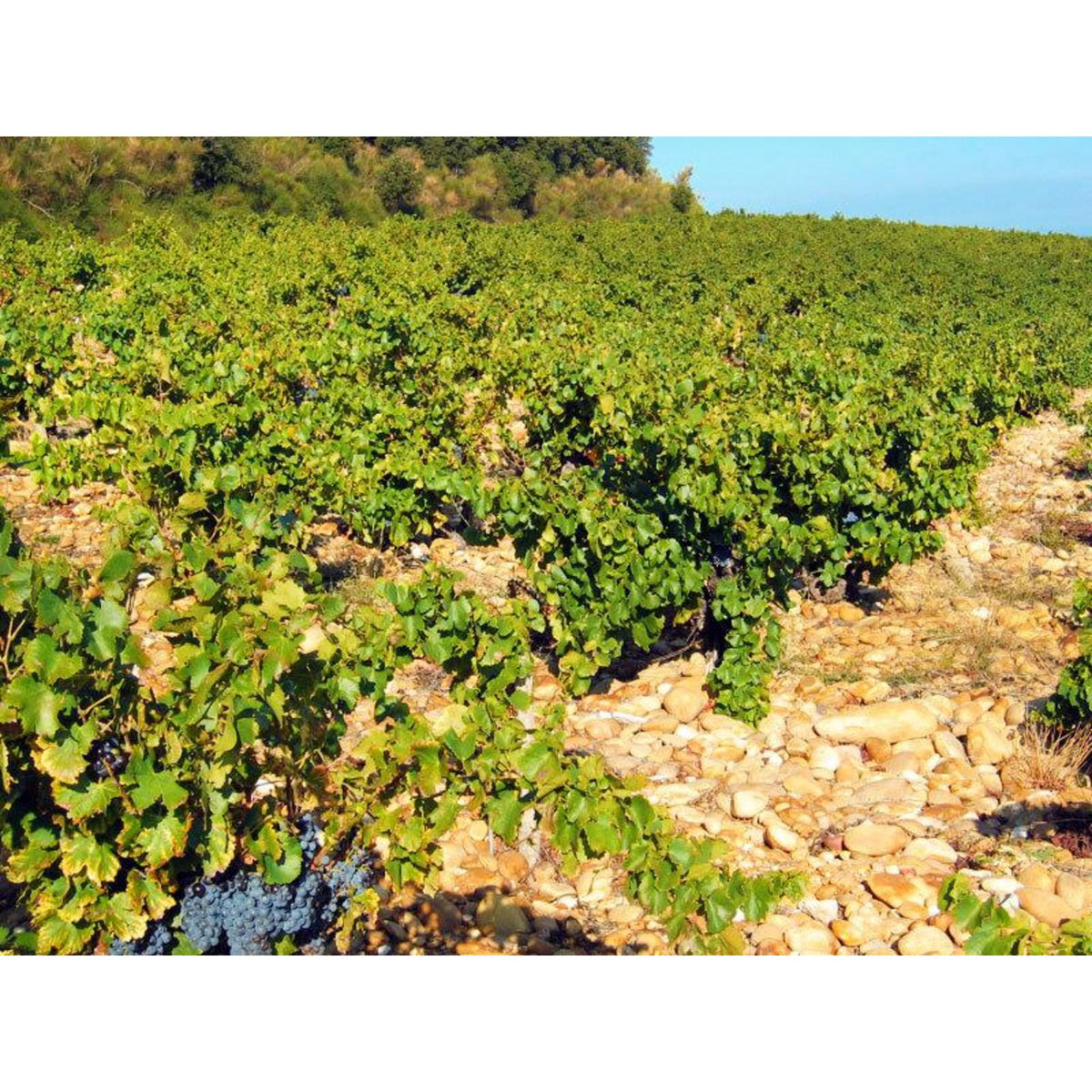 Smartbox Assortiment de 6 bouteilles de châteauneuf-du-pape livré à domicile - Coffret Cadeau Gastronomie