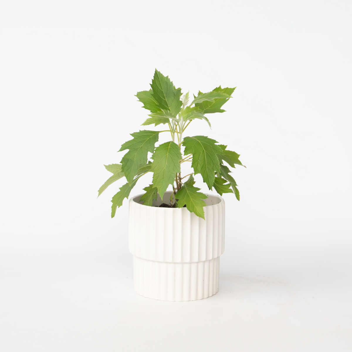 PLANT IN A BOX Hortensia - Hydrangea paniculata 'Ice Crystal' - Hauteur 25-40cm - ⌀19cm