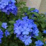 Voir la diapositive 3 : PLANT IN A BOX Dentelaire du Cap - Set de 6 - Plumbago auriculata - Hauteur 25-40cm - ⌀9cm