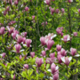 Voir la diapositive 4 : PLANT IN A BOX Arbre à tulipes - Set de 3 - Magnolia 'Susan' - Hauteur 25-40cm - ⌀9cm