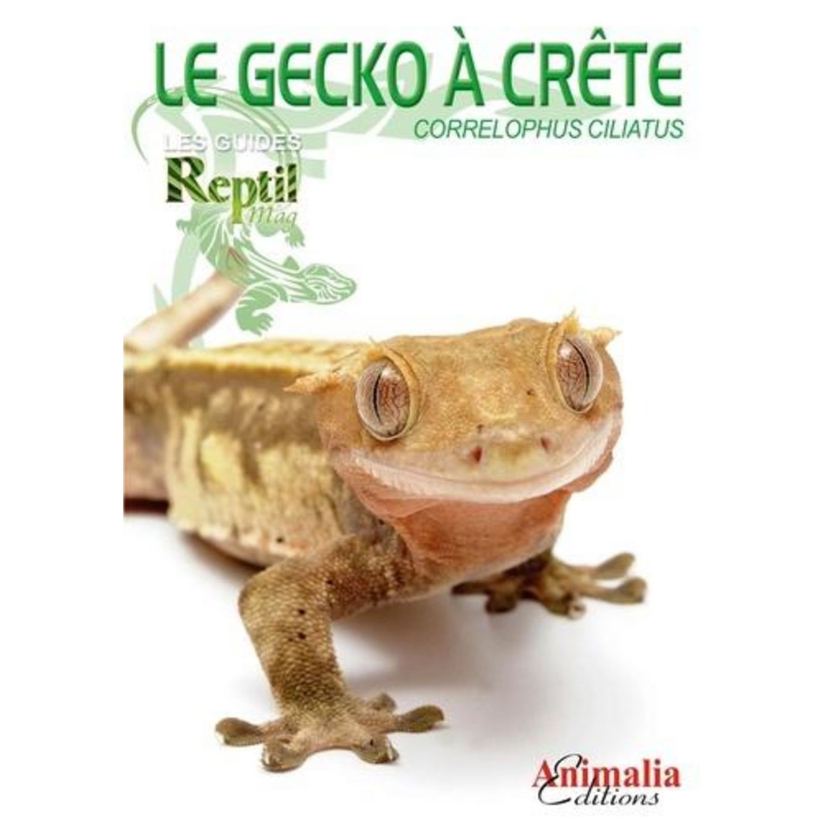 LE GECKO A CRETE. CORRELOPHUS CILIATUS, Bach Stefanie