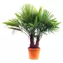 Palmier de Chine (Chamaerops excelsa) - Tronc 30/40cm - H140/160cm