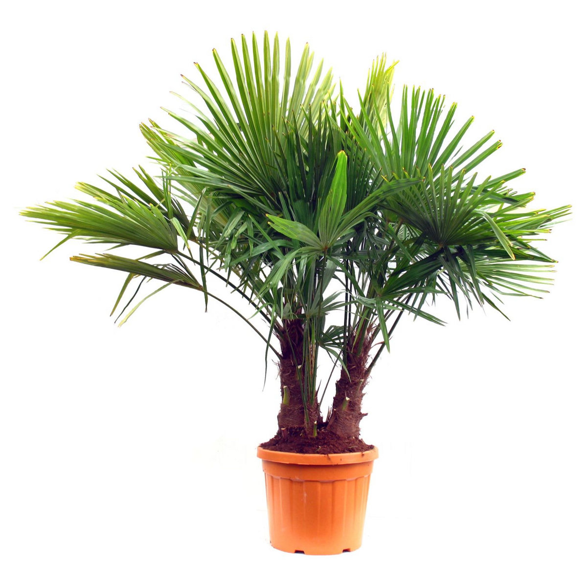 Palmier de Chine (Chamaerops excelsa) - Tronc 30/40cm - H140/160cm