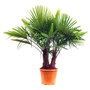 Voir la diapositive 2 : Palmier de Chine (Chamaerops excelsa) - Tronc 30/40cm - H140/160cm